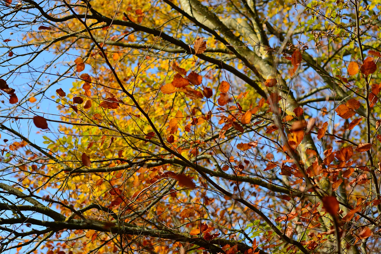 autumn leaf golden autumn free photo