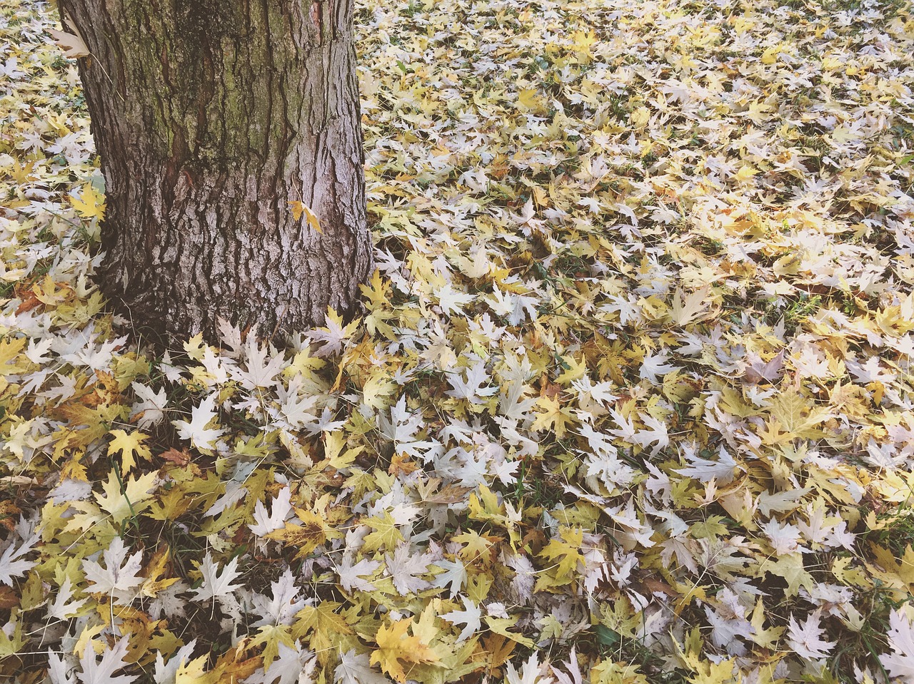 autumn leaves yellow free photo