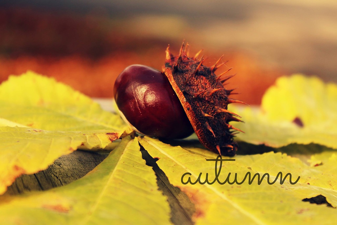 autumn leaves chestnut free photo