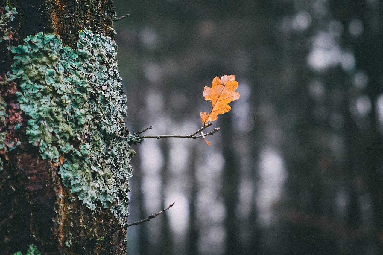 autumn leaf nature free photo