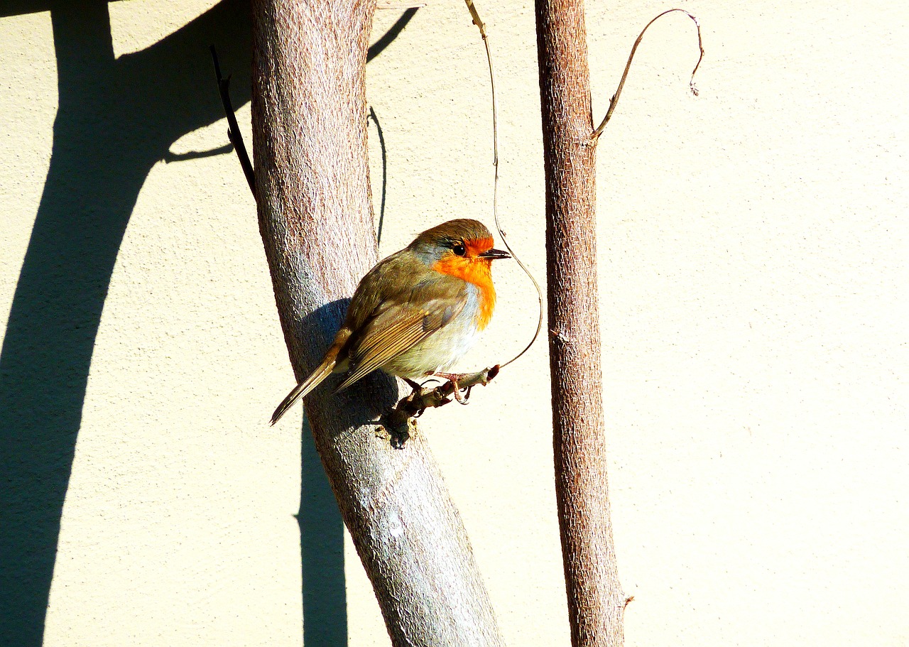 autumn red robin free photo