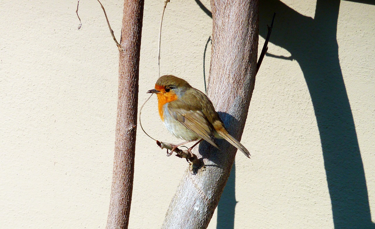 autumn red robin free photo