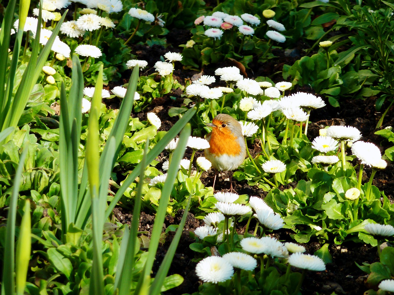 autumn red robin free photo