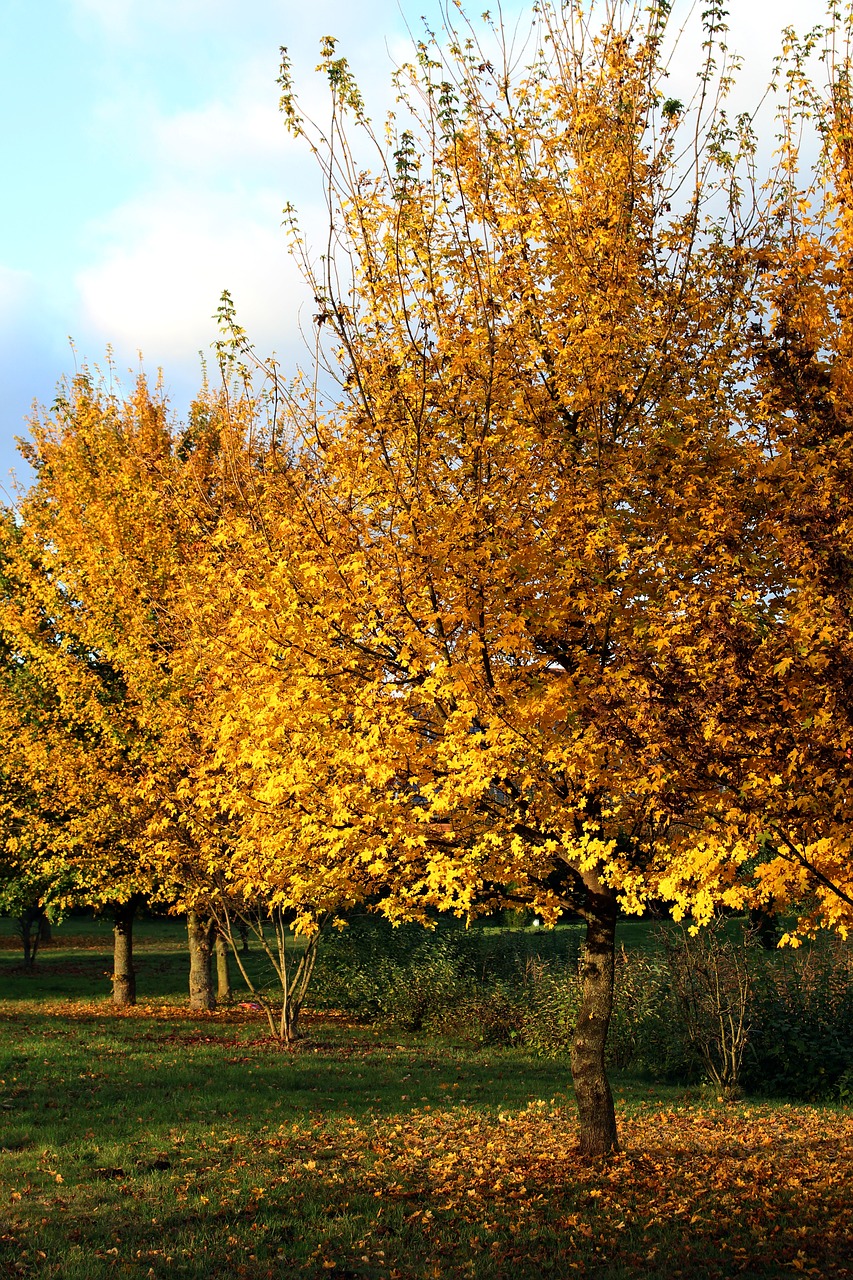 autumn yellow farbenpracht free photo