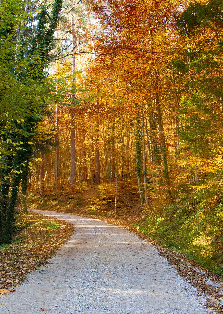 autumn trees golden autumn free photo