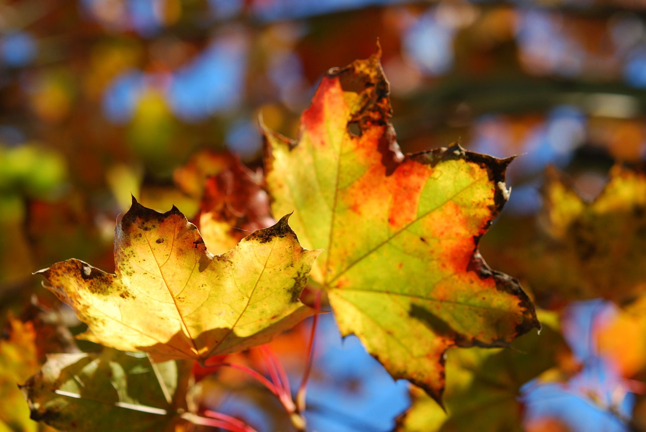 autumn leaf leaves free photo