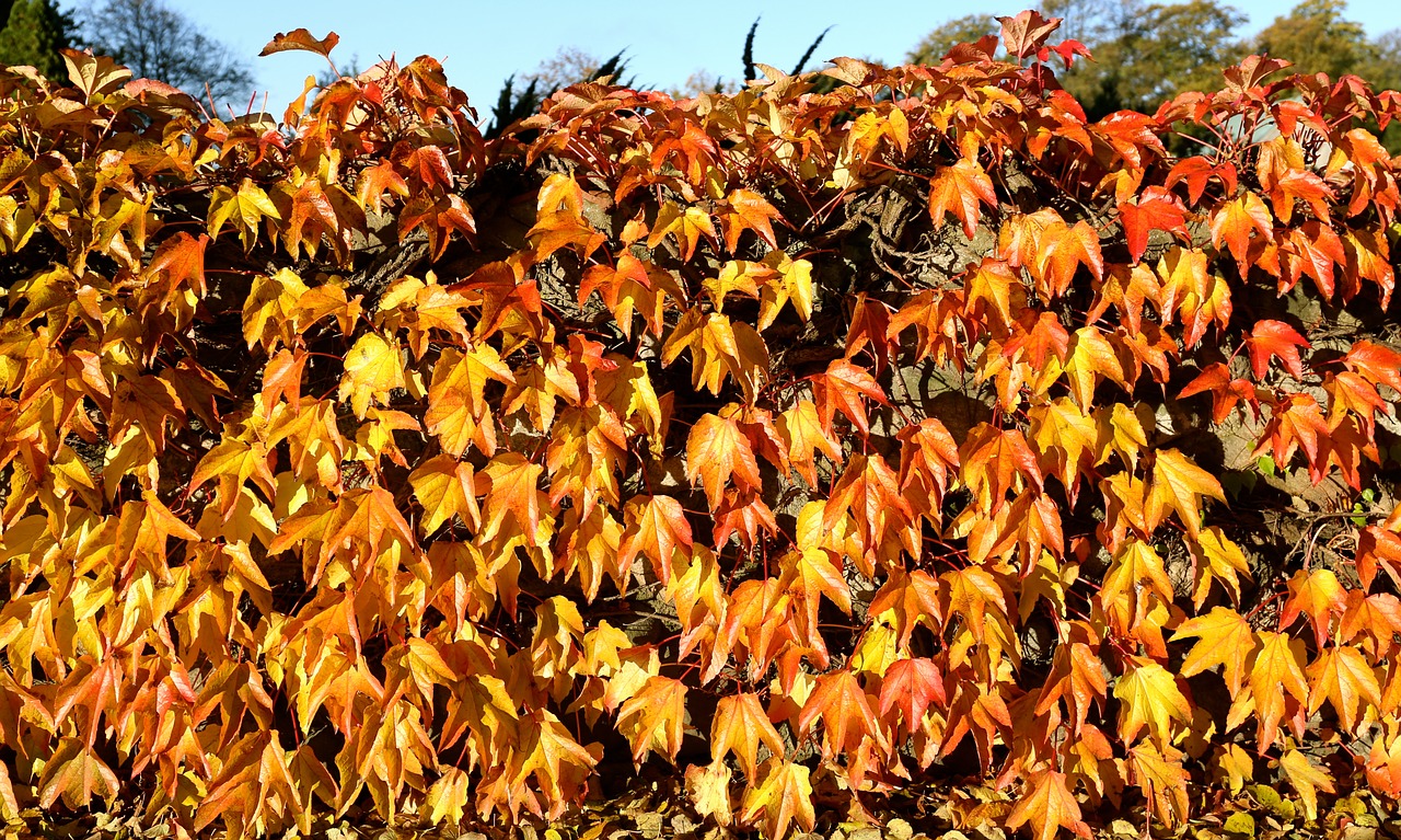 autumn golden autumn leaf free photo
