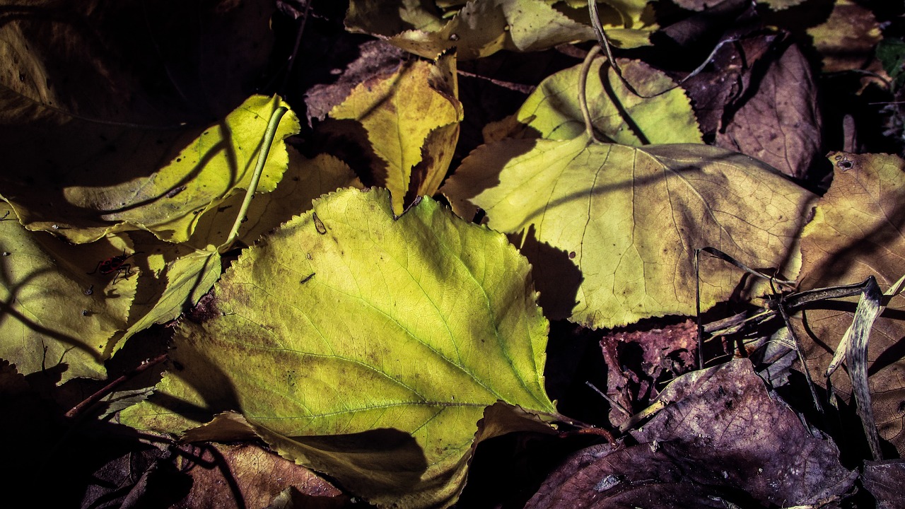 autumn leaves fall free photo