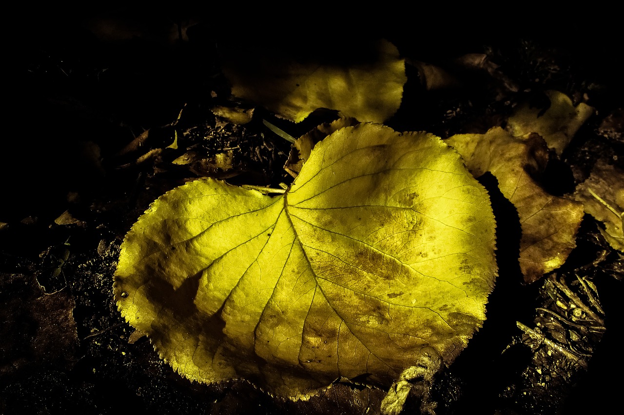 autumn leaf fall free photo