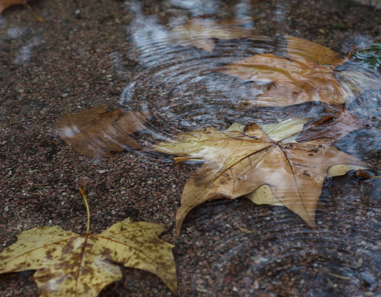 autumn water foliage free photo