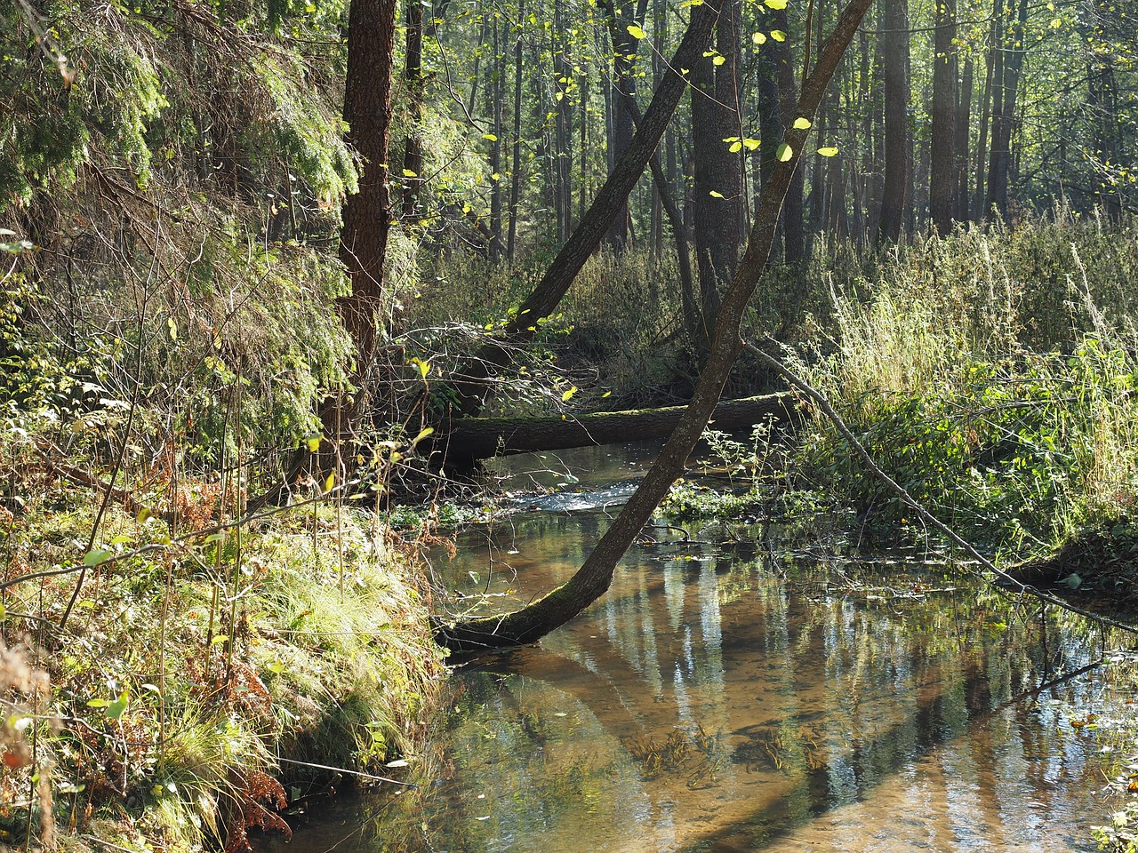 autumn forest golden autumn free photo