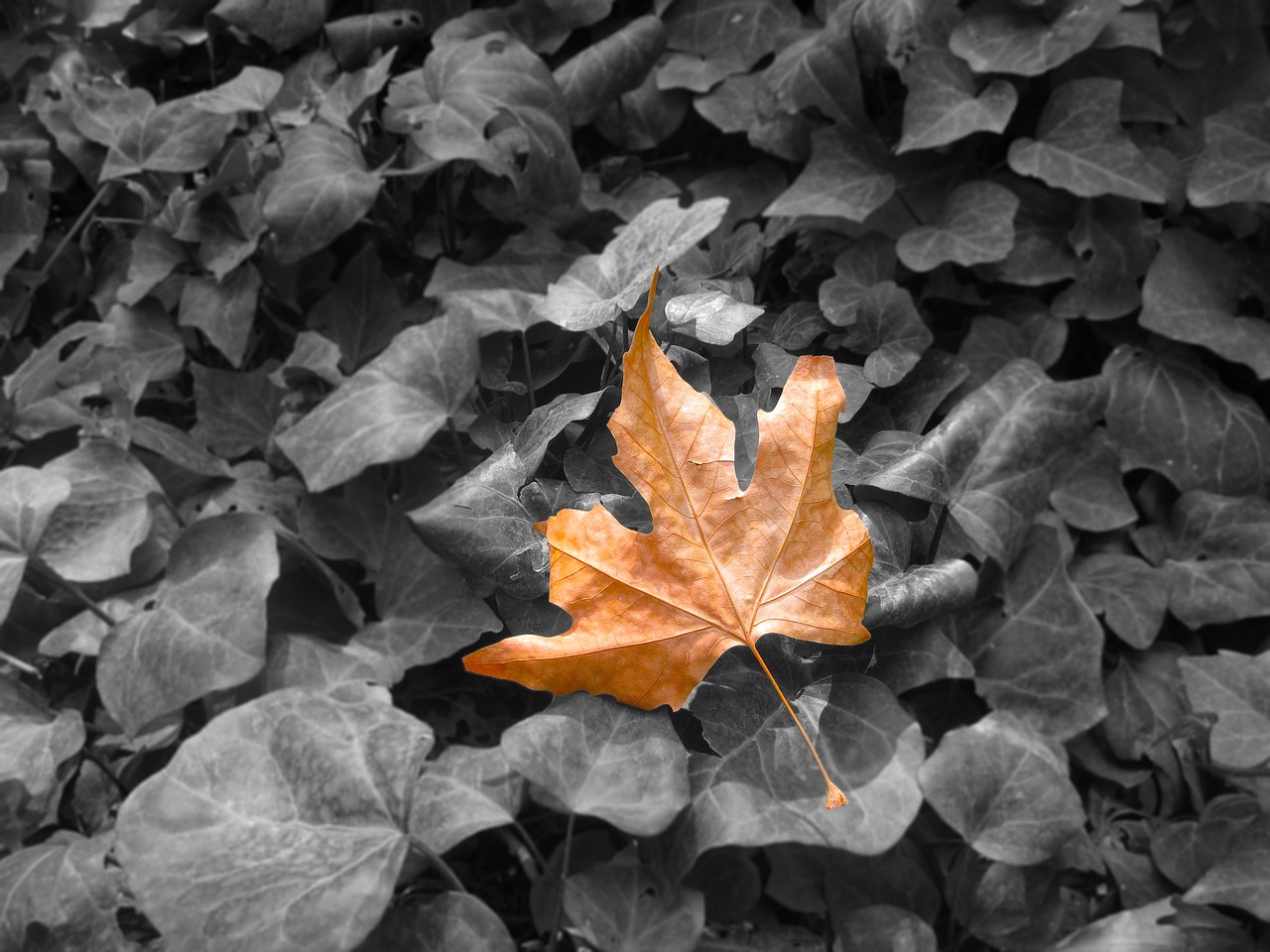 autumn leaf fall free photo