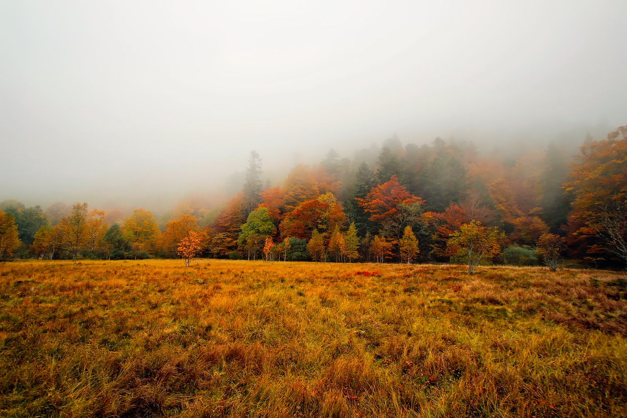 autumn fall colors free photo