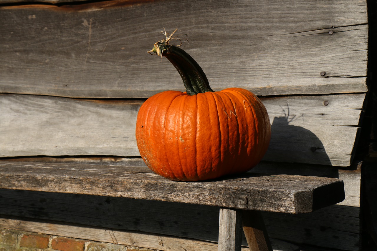 autumn pumpkin orange free photo