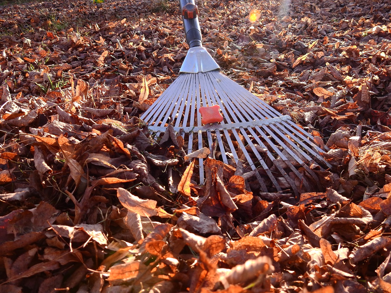 autumn leaves golden autumn free photo