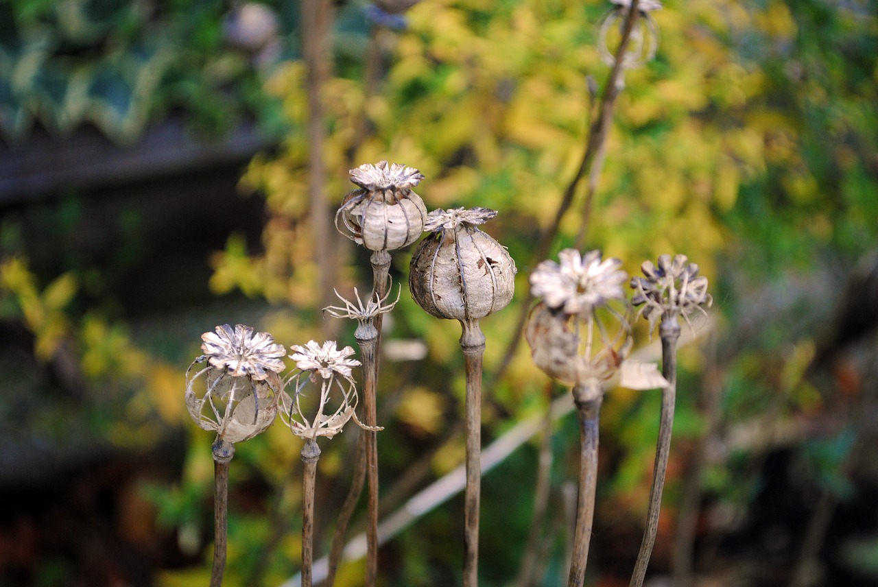 autumn poppy garden free photo