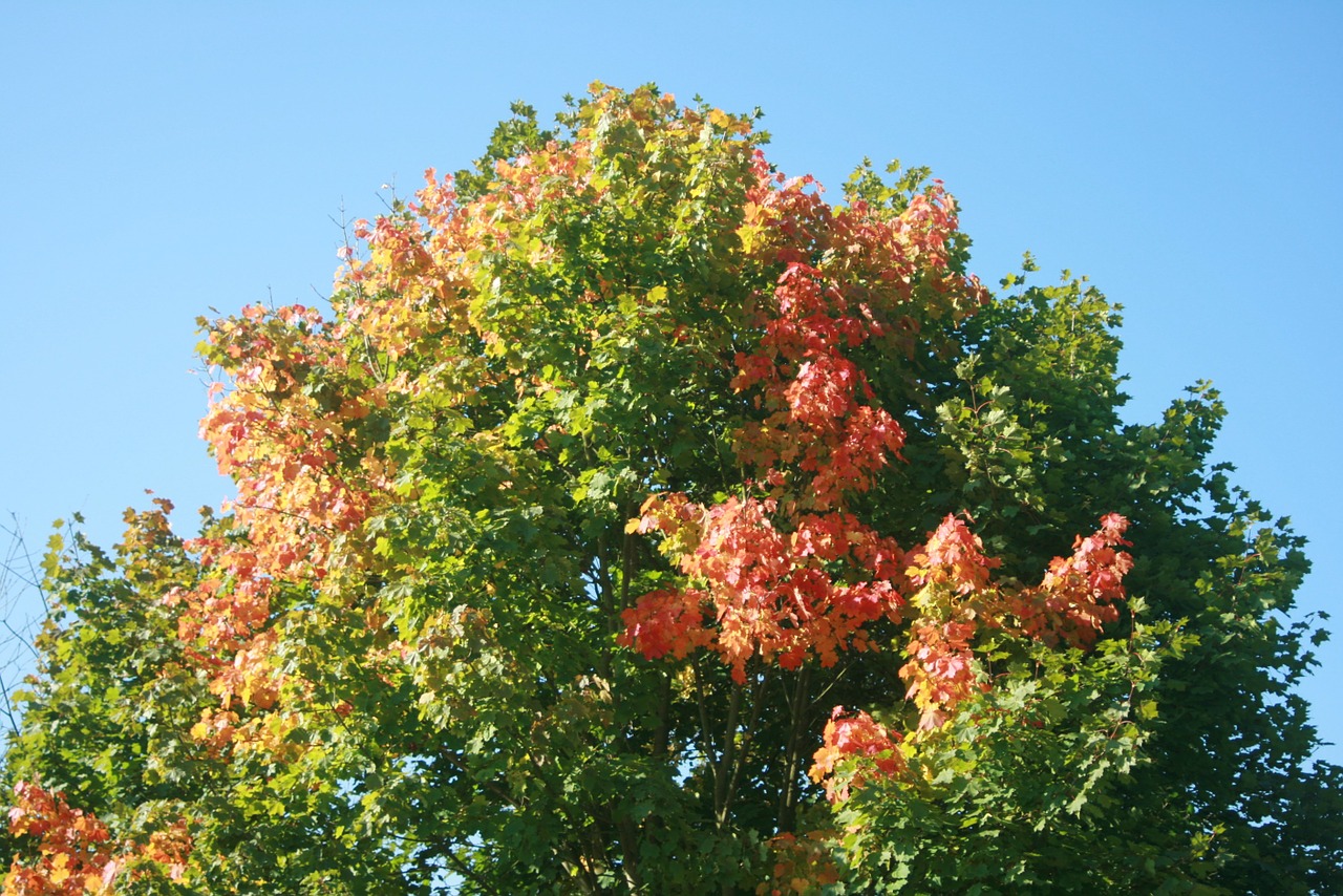 autumn tree maple free photo