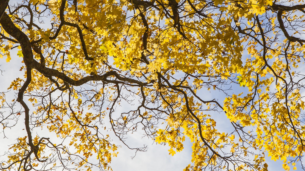 autumn the leaves sky free photo