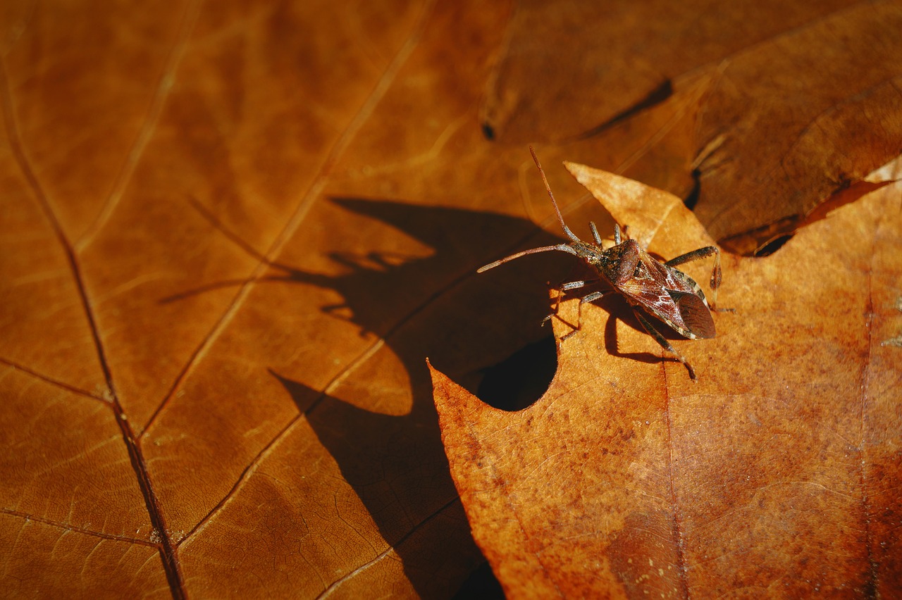 autumn beetle sunlight free photo
