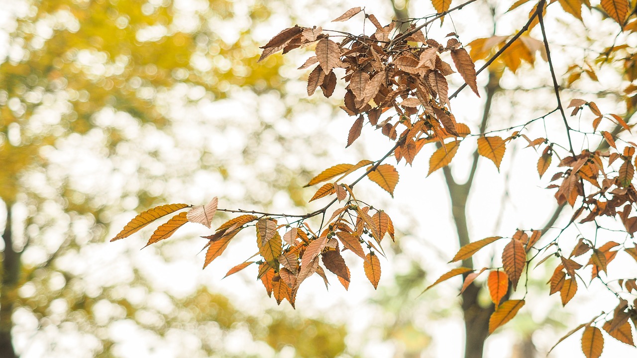 autumn yellow leaves photography free photo