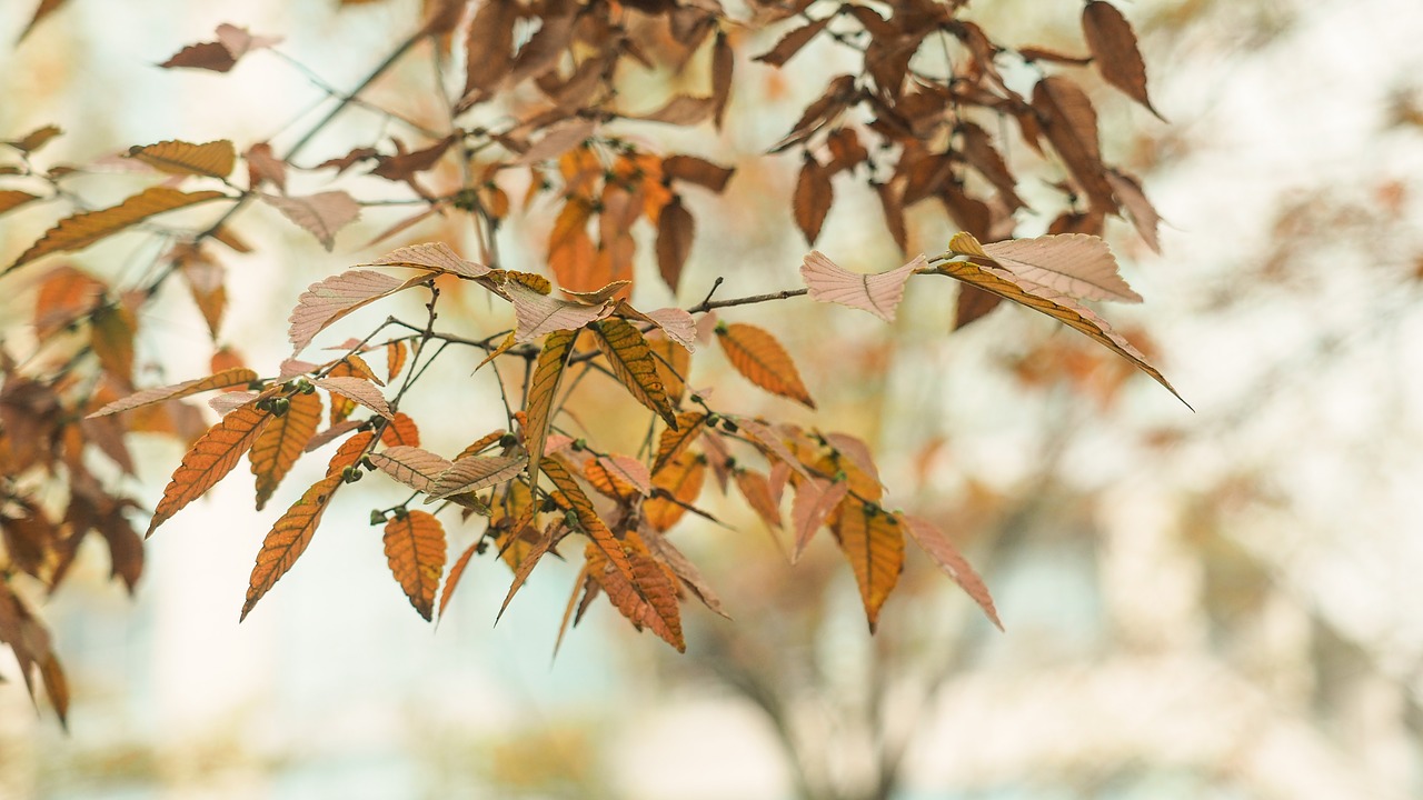 autumn yellow leaves photography free photo