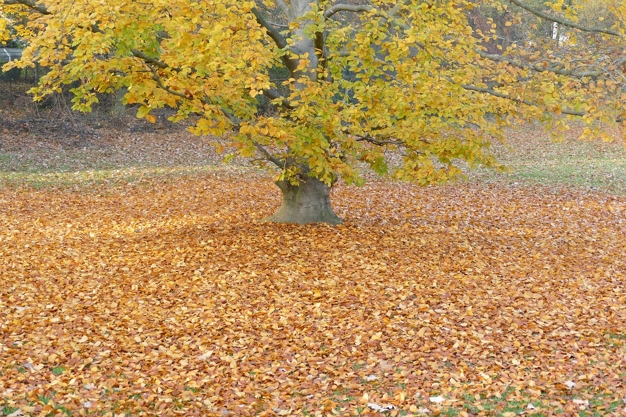 autumn tree golden autumn free photo