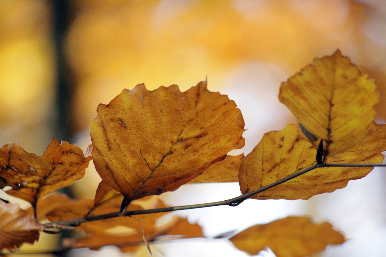 autumn fall foliage golden autumn free photo