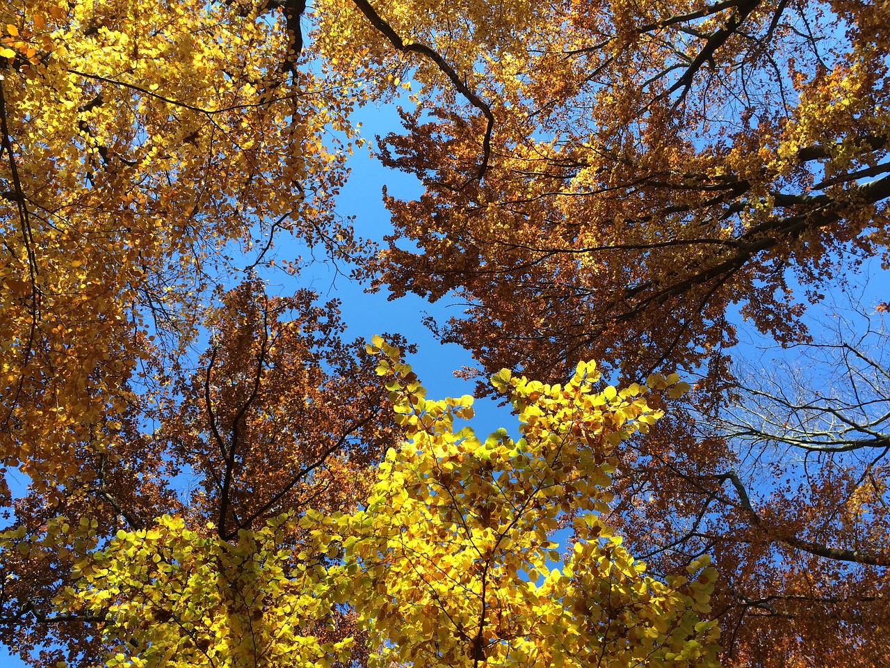 autumn forest leaves free photo