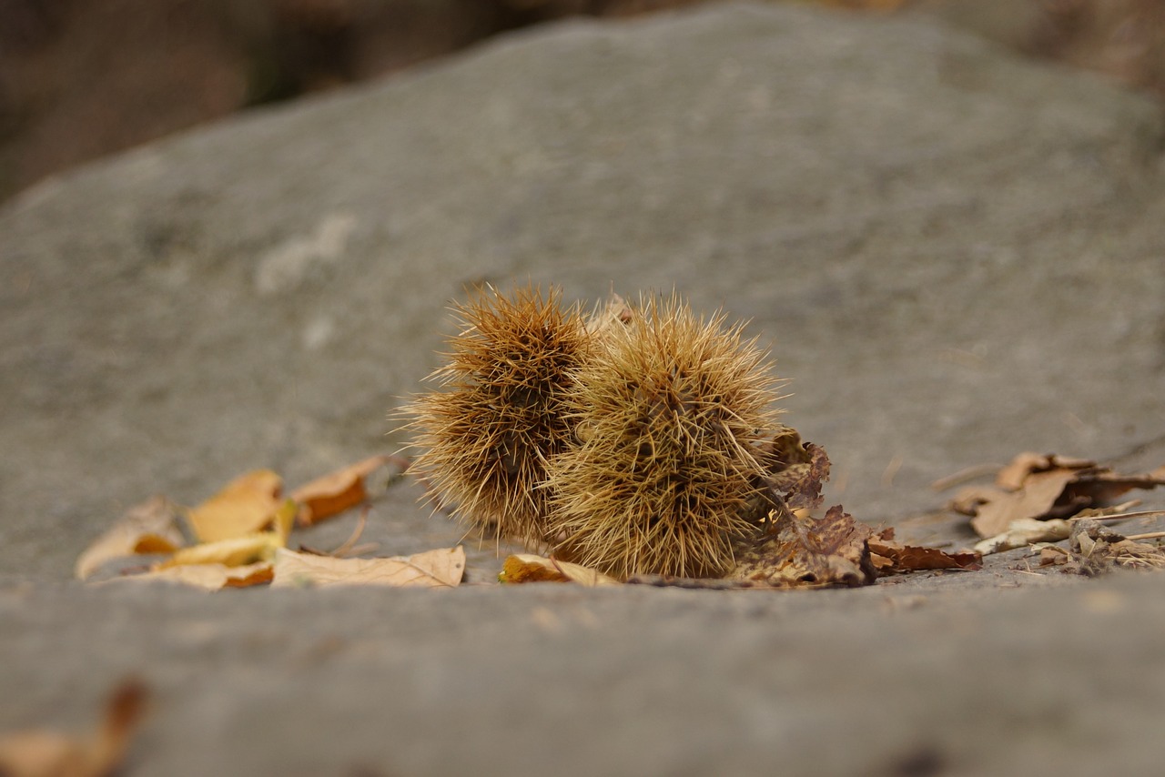 autumn chestnut prickly free photo