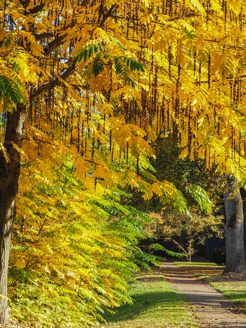 autumn gold park free photo