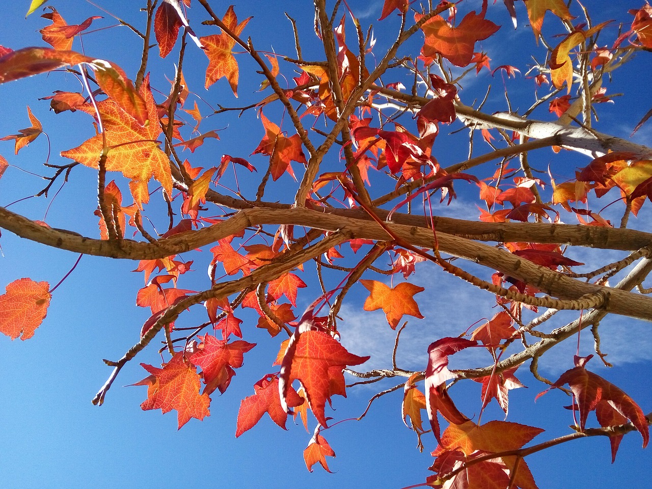 autumn red leaves leaf free photo