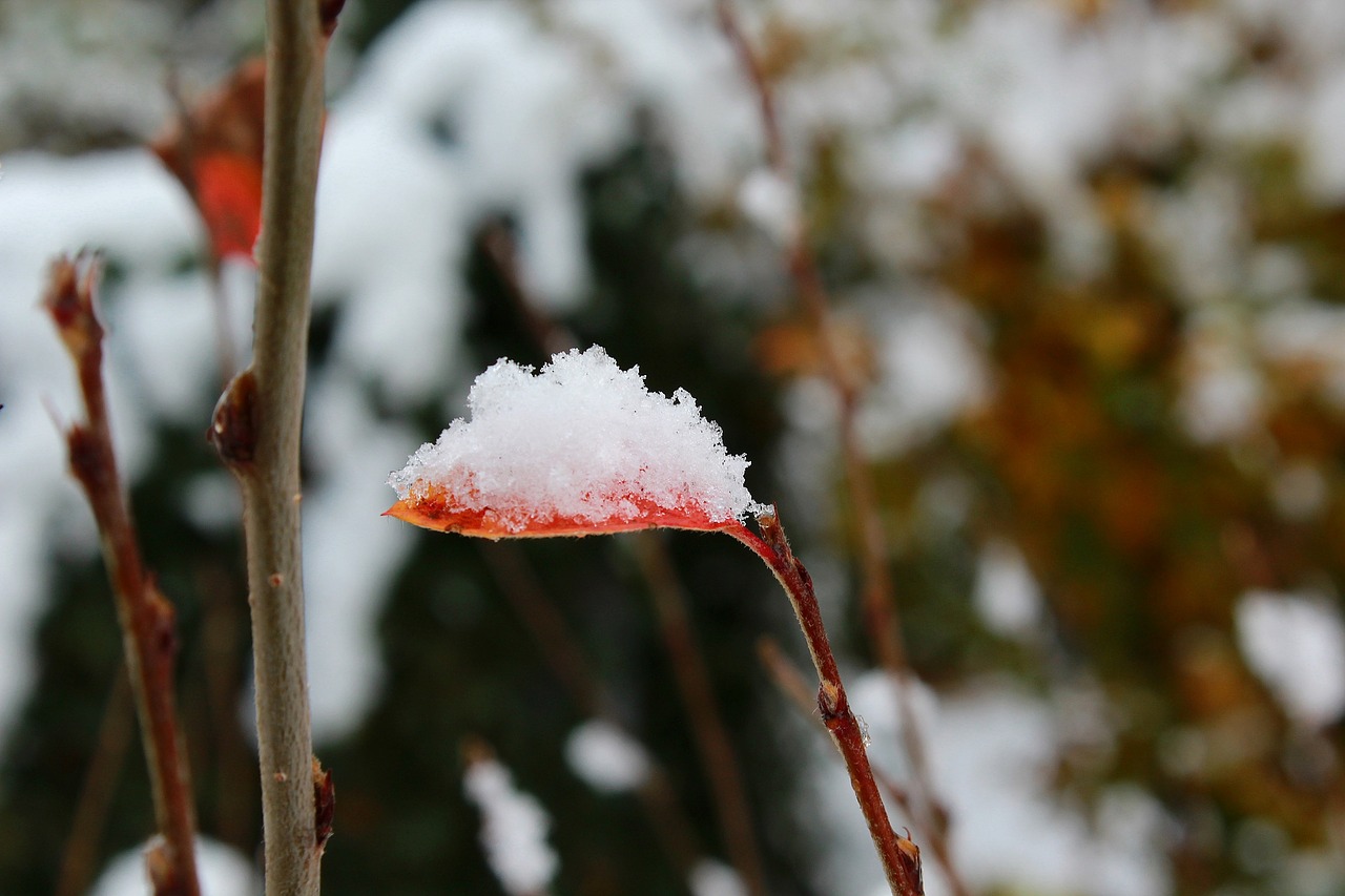 autumn winter snow free photo