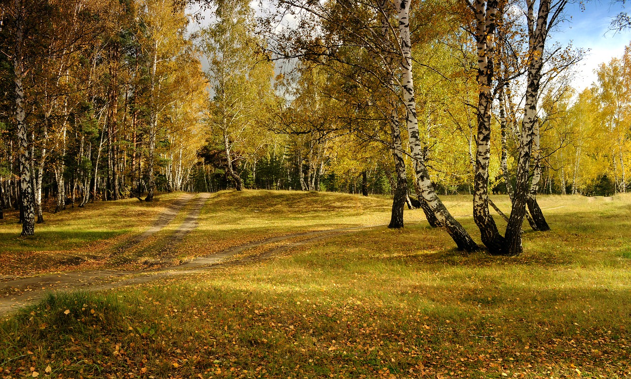 autumn landscape forest free photo