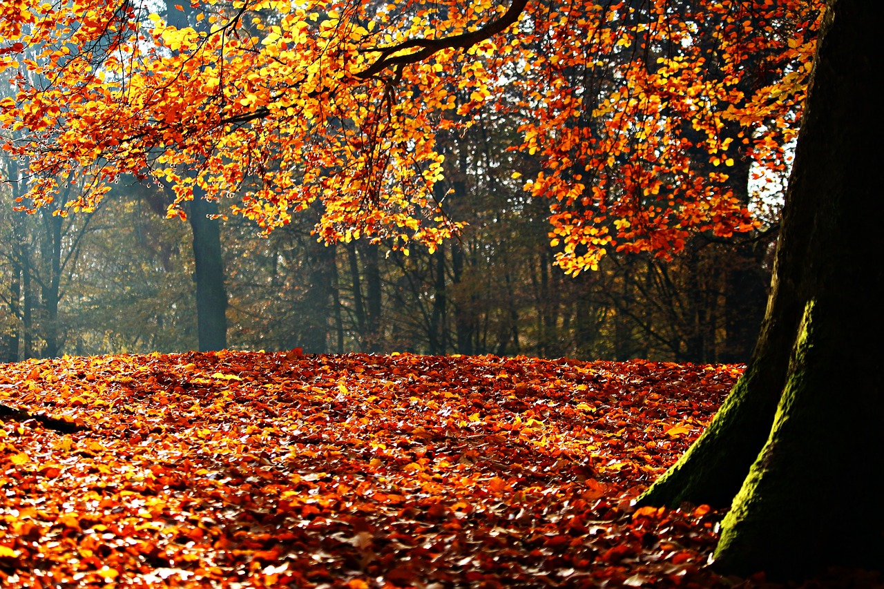 autumn fall foliage leaves free photo