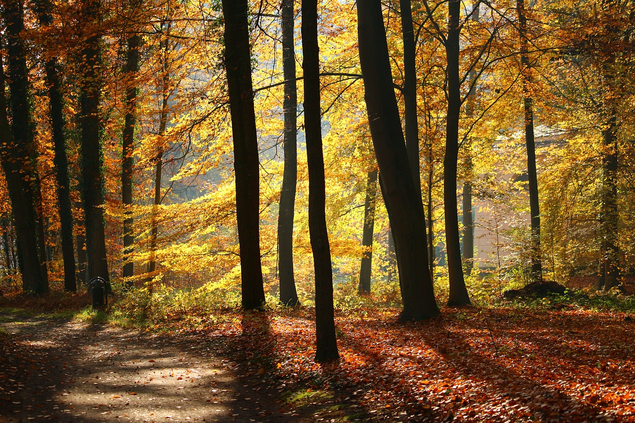 autumn forest park free photo