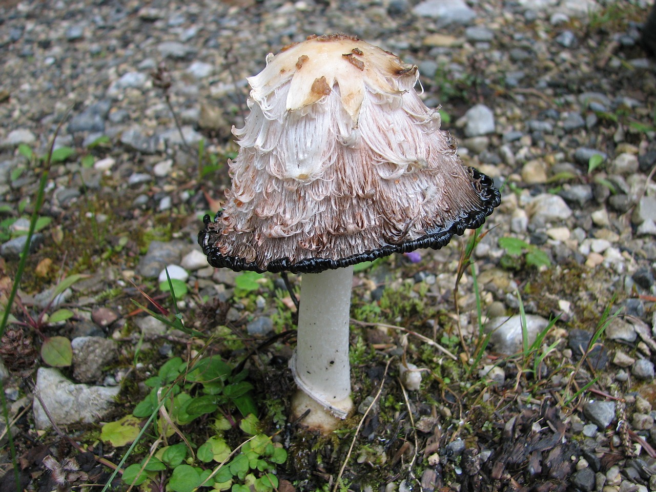 autumn mushroom nature free photo