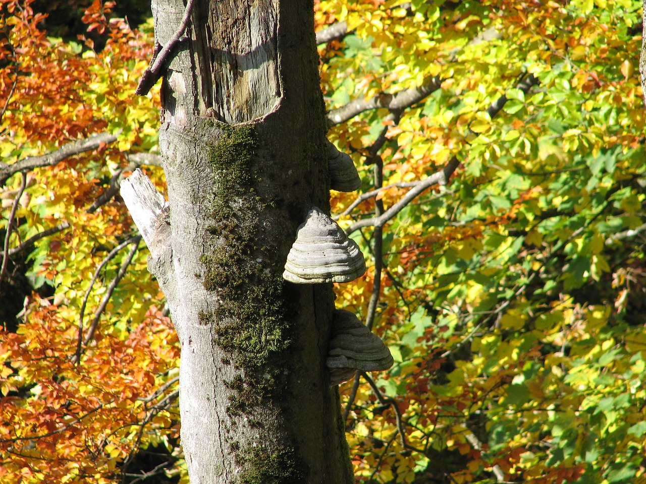 autumn fungi punk free photo