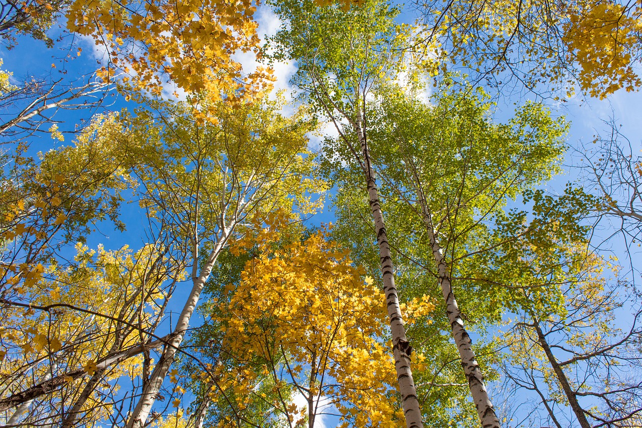 autumn nature tree free photo