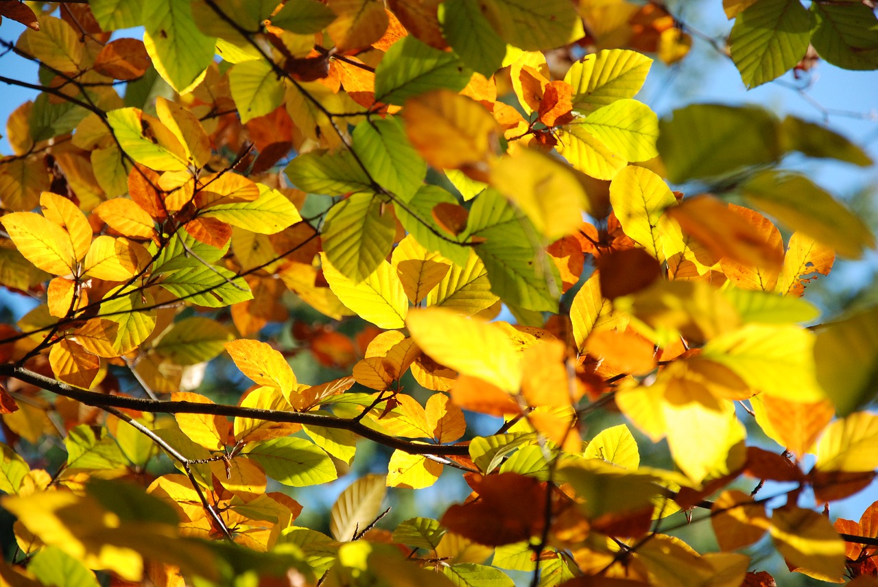 autumn leaves light free photo