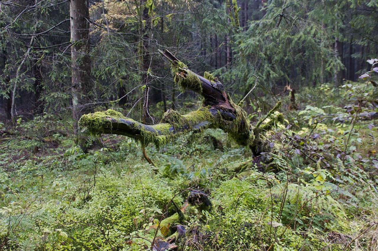 autumn forest nature free photo