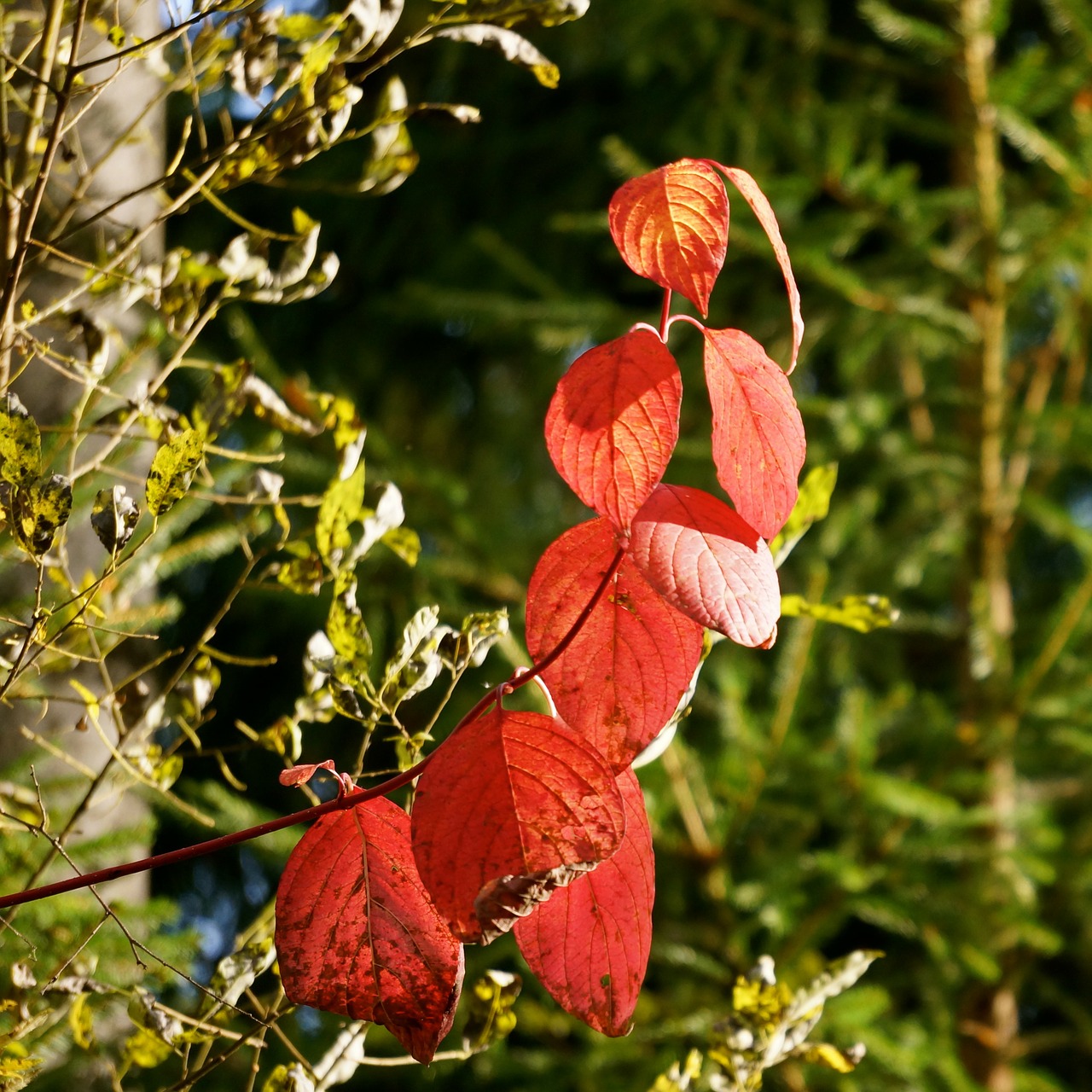 autumn red branch free photo