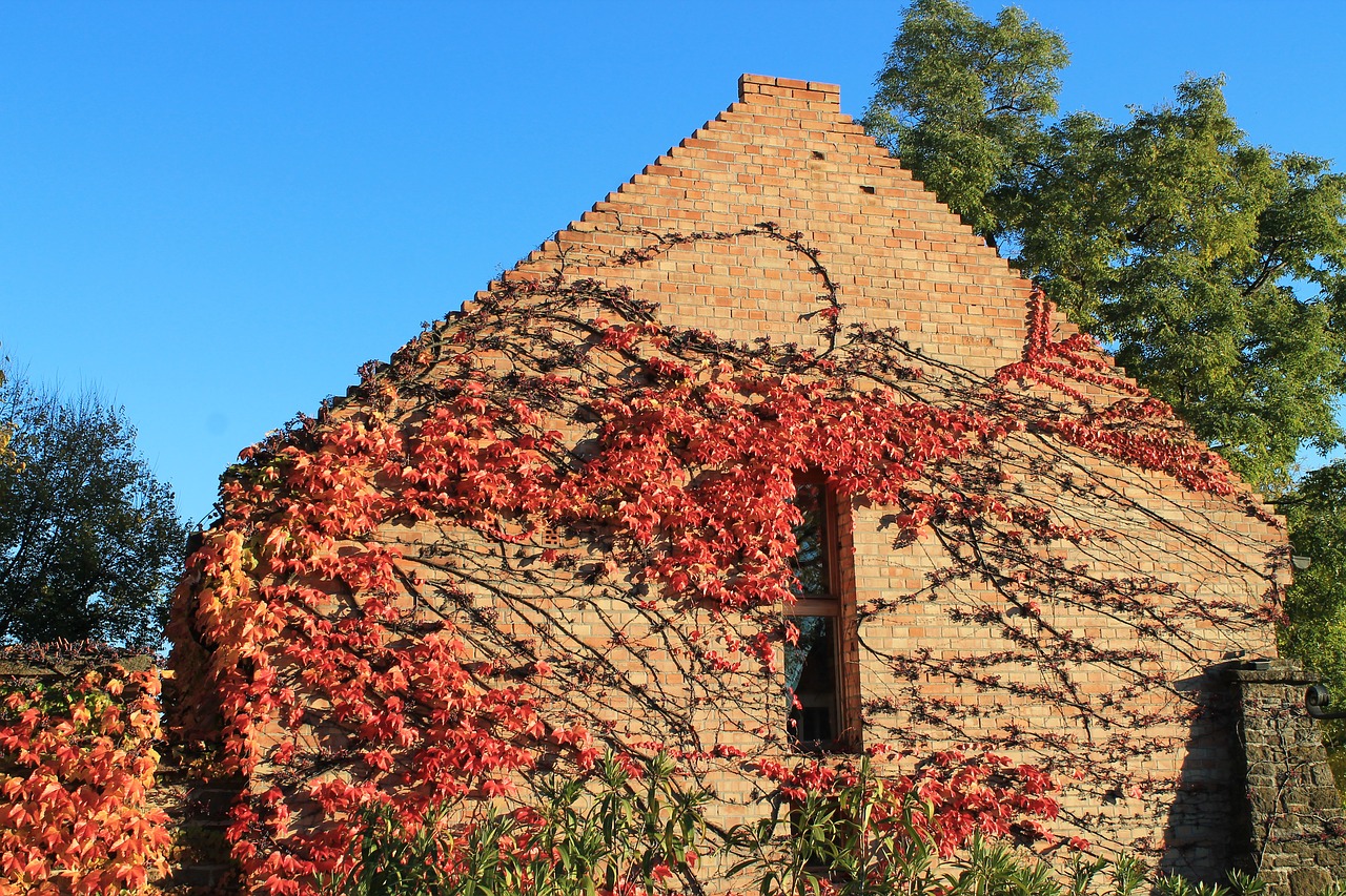 autumn lake balaton leaves free photo