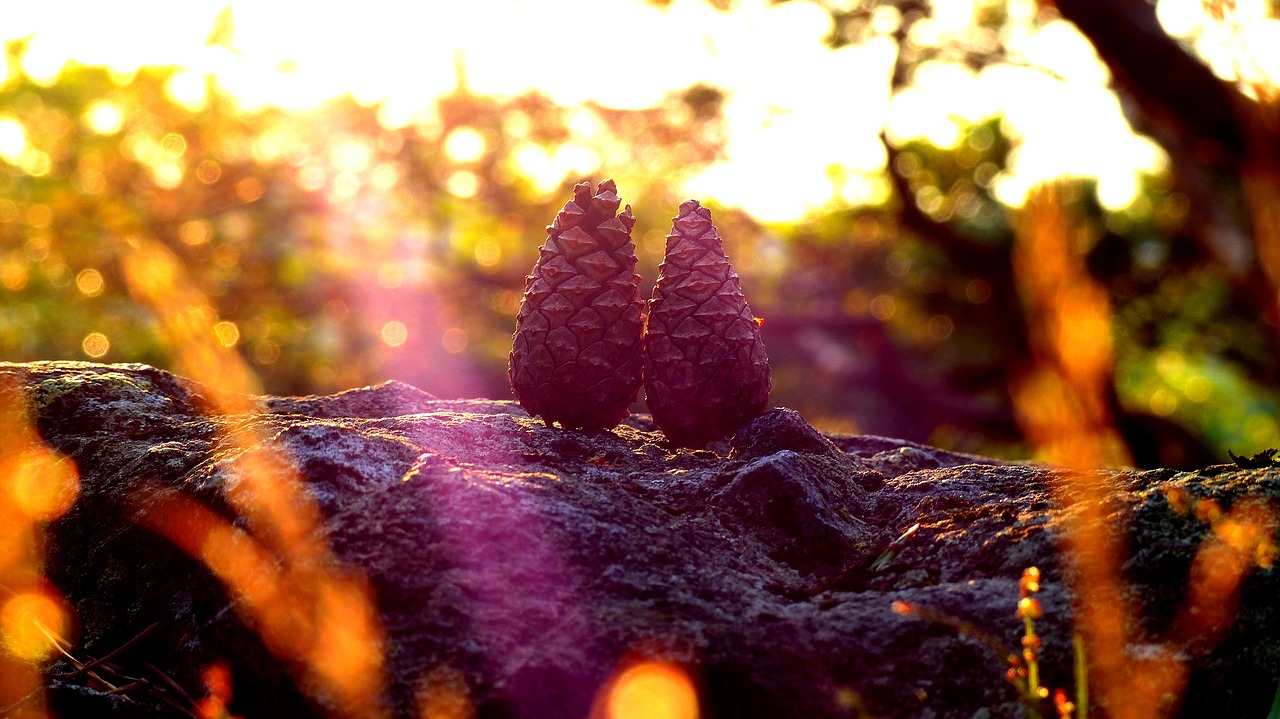 autumn warm pine free photo