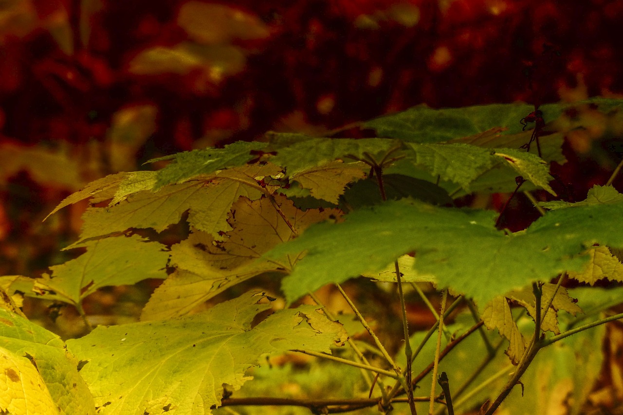 autumn foliage colorful free photo