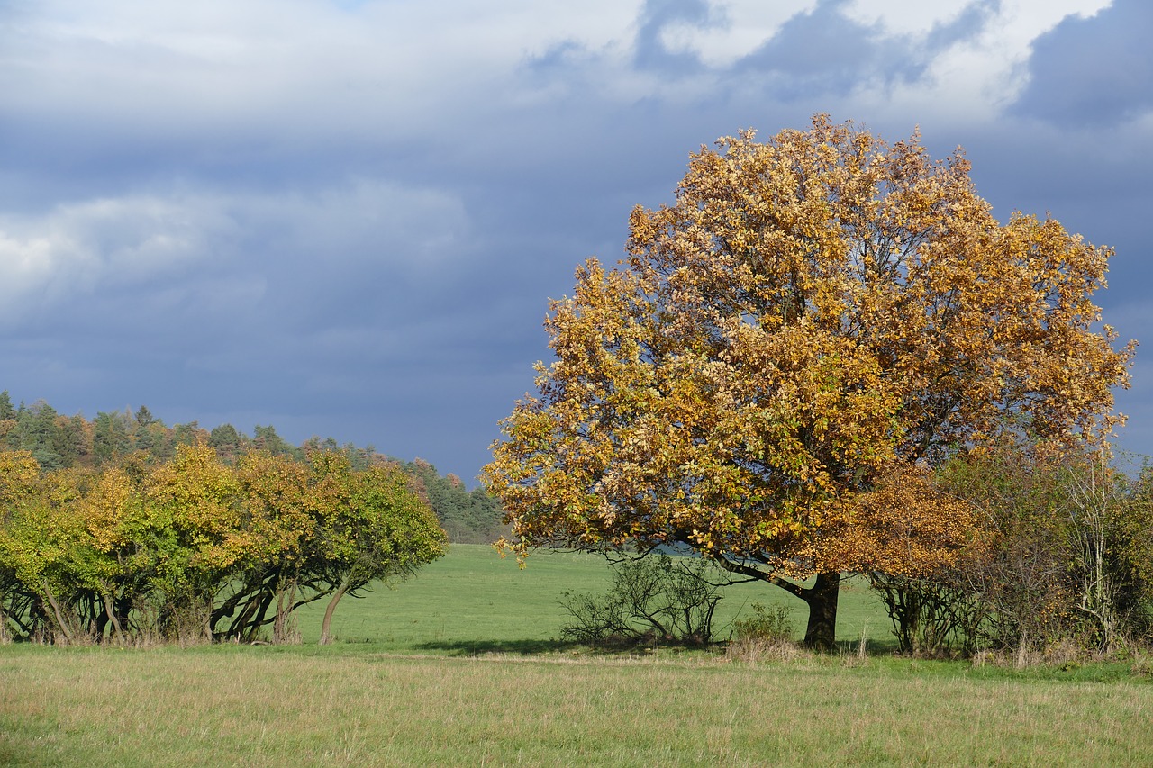 autumn landscape meadow free photo