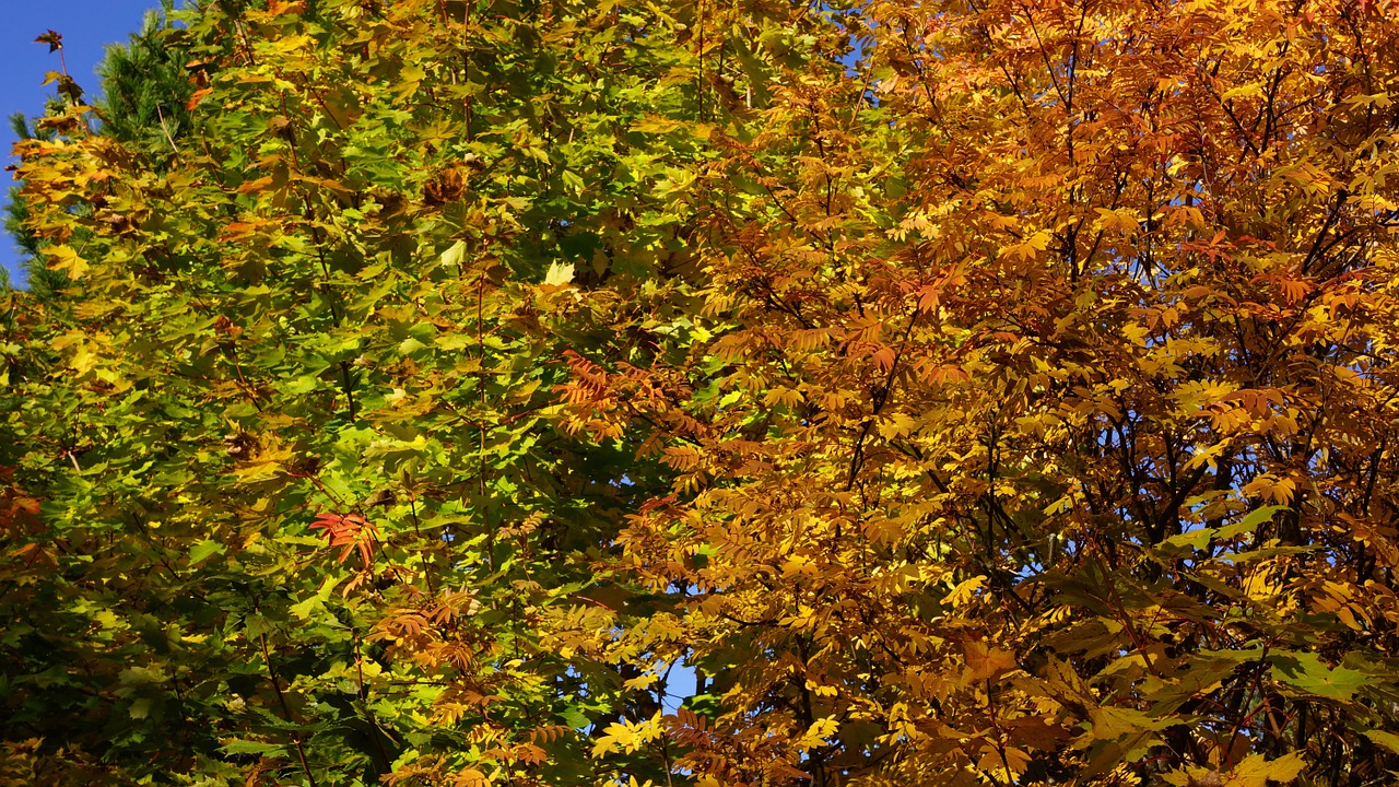 autumn deciduous trees fall colors free photo