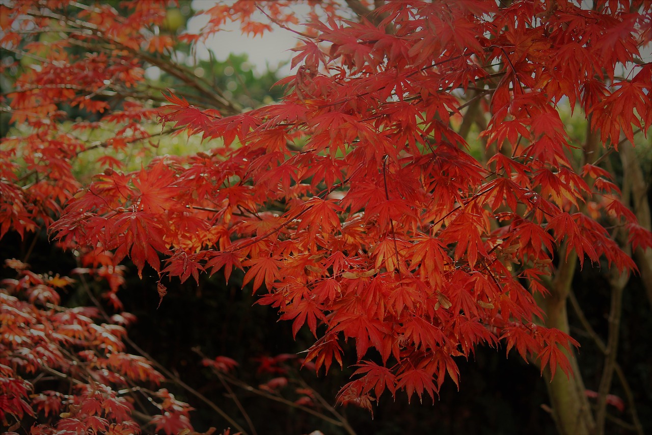 autumn maple leaves free photo