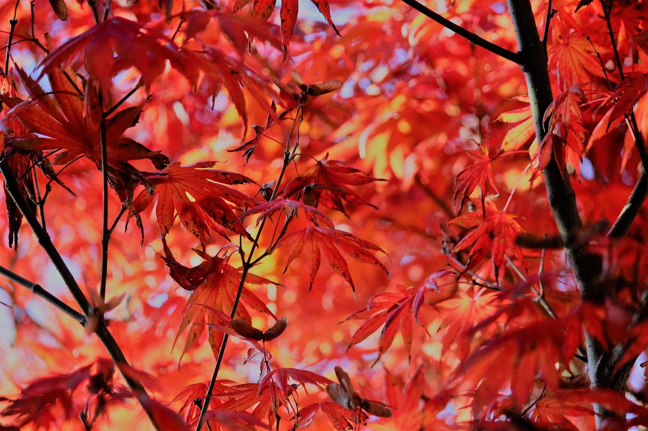 autumn maple leaves free photo