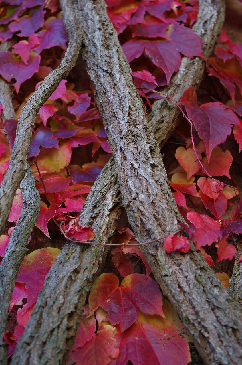 autumn wine leaves free photo