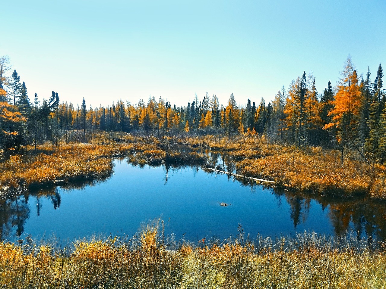 autumn bog nature free photo